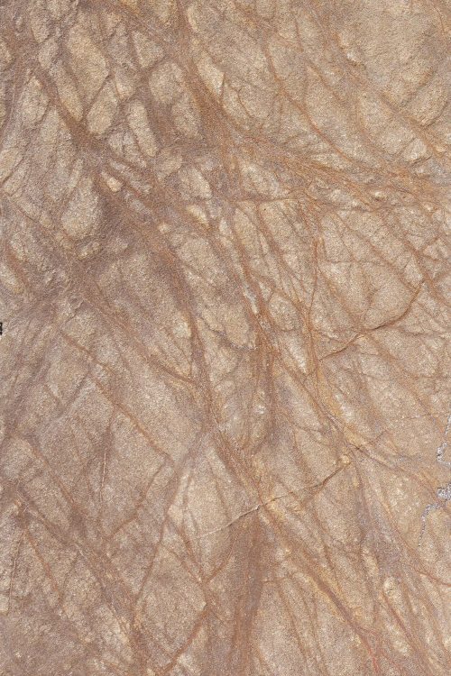 rain forest brown